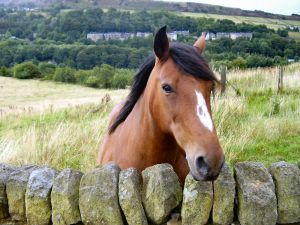 Veterinary Image of Horse